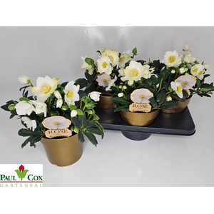 HELL NI HGC WINTERGO