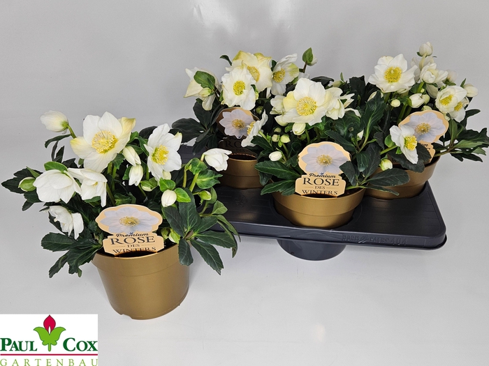 <h4>HELL NI HGC WINTERGO</h4>