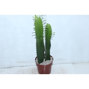 CACTUS EUPHORBIA MANDACARU P17