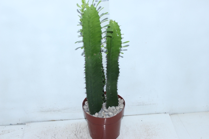 <h4>CACTUS EUPHORBIA MANDACARU P17</h4>