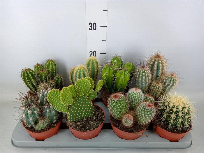 <h4>Cactus   ...mix</h4>