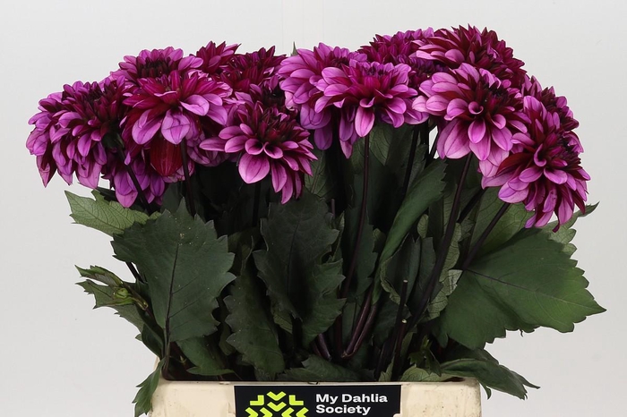 <h4>Dahlia Melissa Anne Marijke</h4>