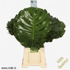 GR Monstera Leaf