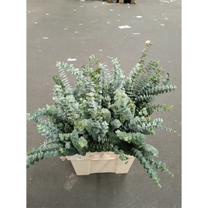 EUC. BABY BLUE 300 GR SOUTH AFRICA
