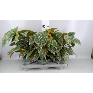 Begonia BD   ...