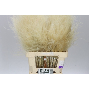 Stypha Natural