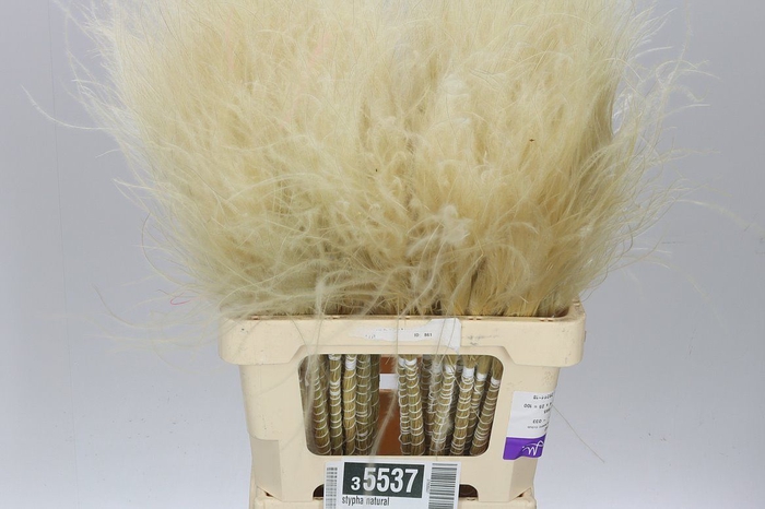 <h4>Stypha Natural</h4>