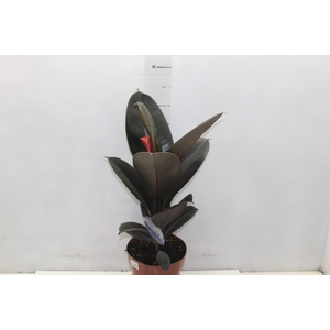 FICUS ELASTICA BURGUNDY P17