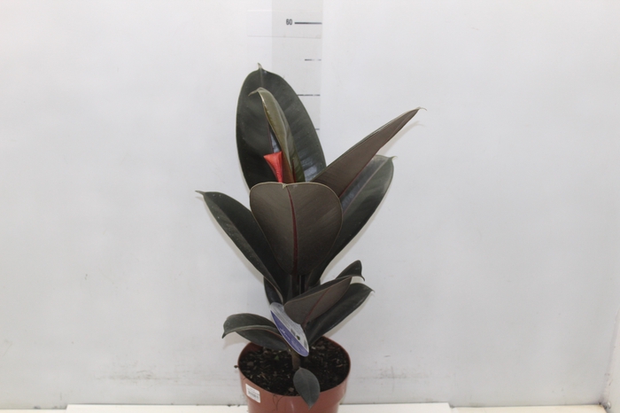 <h4>FICUS ELASTICA BURGUNDY P17</h4>