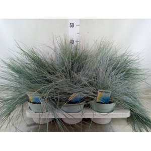 Festuca glauca 'Intens Blue'