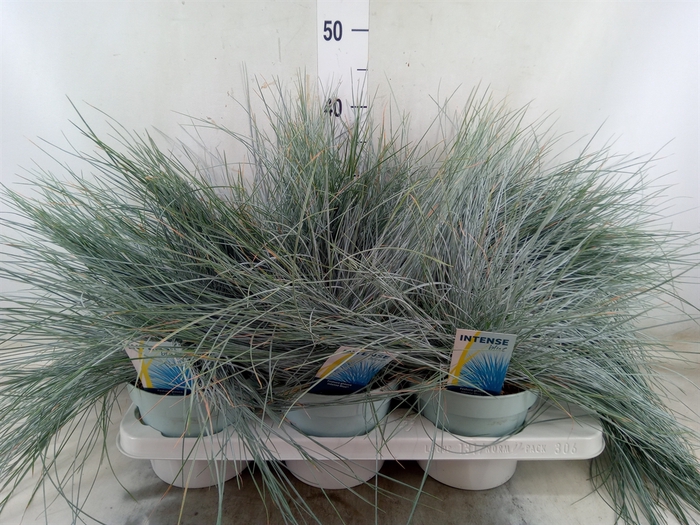 <h4>Festuca glauca 'Intens Blue'</h4>