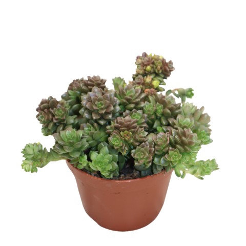 <h4>Graptosedum Little Gimmie</h4>