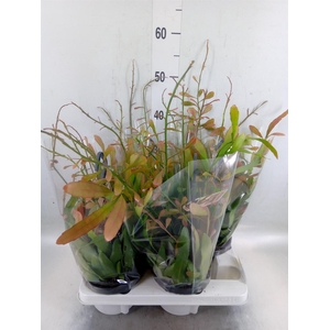 Rhipsalis   ...