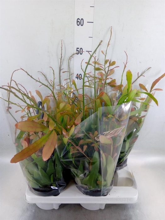Rhipsalis   ...