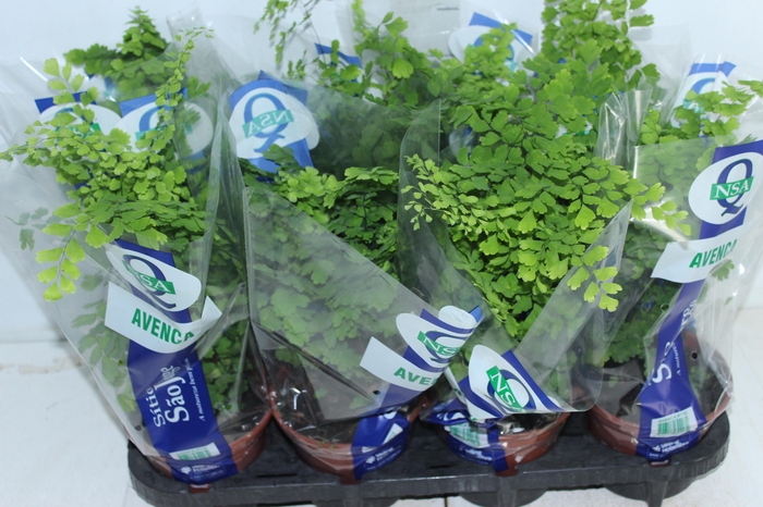 <h4>AVENCA VARIADA P15</h4>