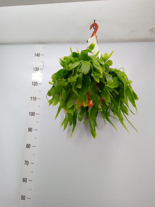 <h4>Epiphyllum   ...</h4>