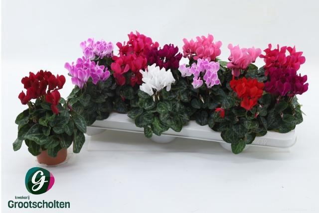 <h4>CYCL KL SUP VERANO</h4>