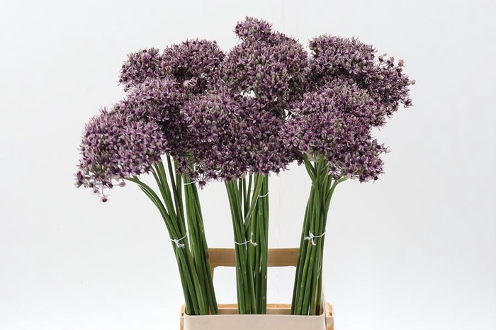 <h4>Allium Silverspring</h4>