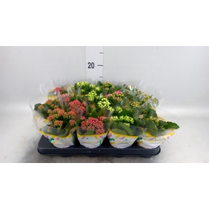 Kalanchoe blos.   ..rosebud mix  5