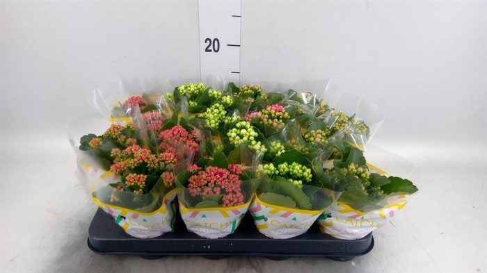 <h4>Kalanchoe blos.   ..rosebud mix  5</h4>