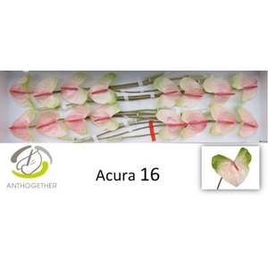 Anthurium andr. 'Acura'