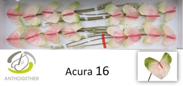 <h4>Anthurium andr. 'Acura'</h4>