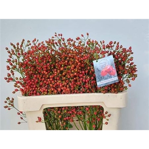 Rosa Fair Jewel 50cm