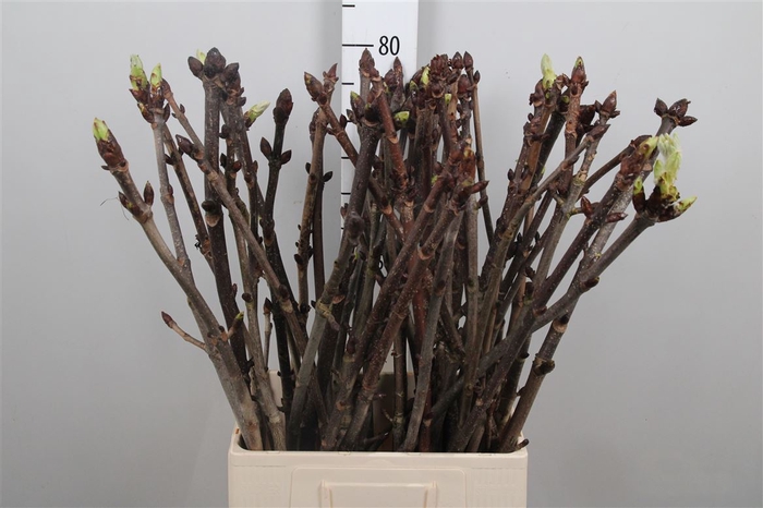<h4>Aesculus Hippoc Tak</h4>
