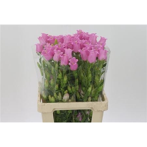 Camp M Champion Pink