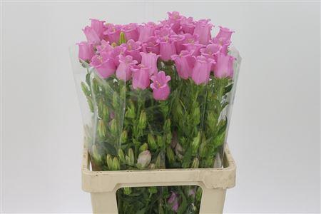 <h4>Camp M Champion Pink</h4>