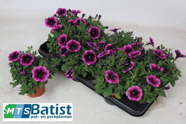 <h4>PET RAY PURPLE VEIN</h4>