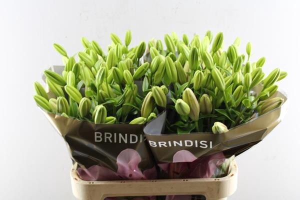 <h4>Li La Brindisi</h4>
