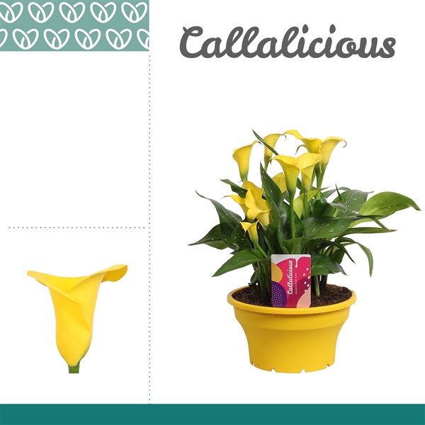<h4>Zantedeschia Geel in ton-sur-ton Schaal Ariel</h4>