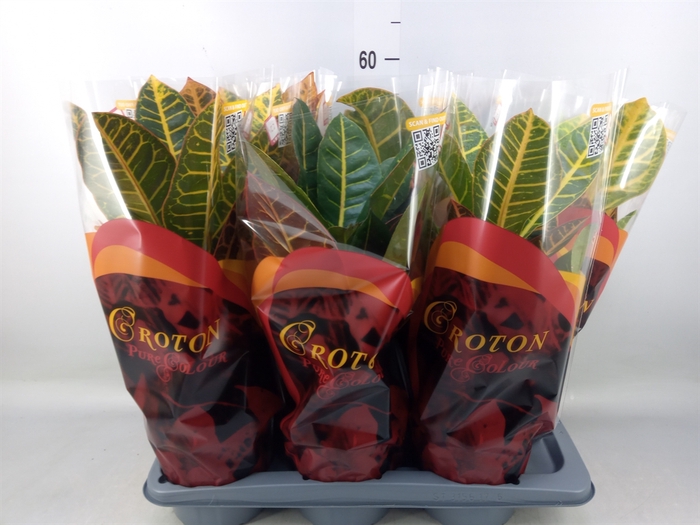 <h4>Codiaeum var. GR 'Petra'</h4>