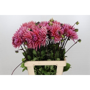 Dahlia Madeleine