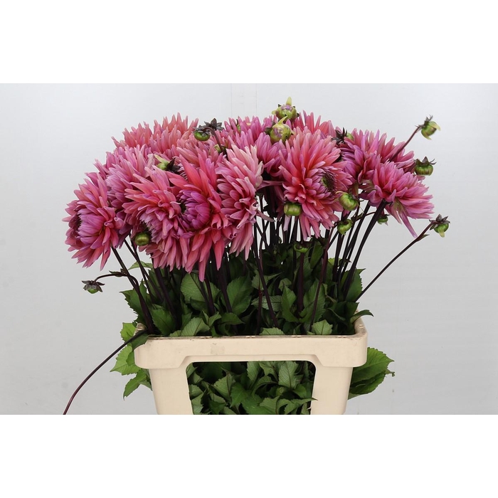 <h4>Dahlia Madeleine</h4>