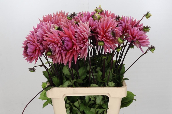 Dahlia Madeleine