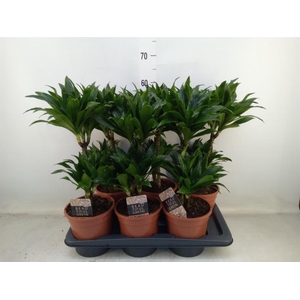 Dracaena frag. 'Compacta'