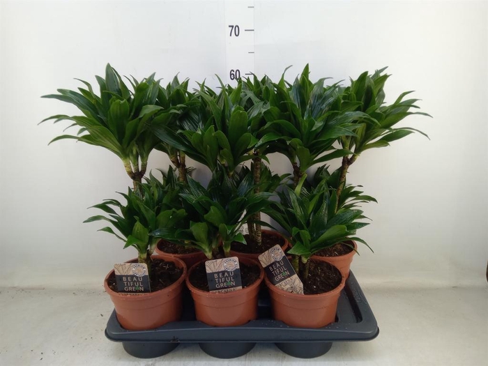 <h4>Dracaena frag. 'Compacta'</h4>