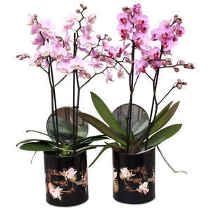 Phal. Multi 2-tak mix in rond blik BGC892 Romantic Black