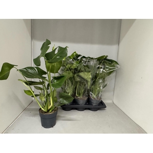 MONSTERA DELICIOSA