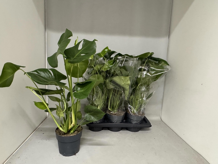 <h4>MONSTERA DELICIOSA</h4>