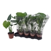 arr8 Monstera Deliciosa