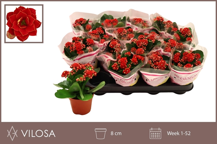 <h4>KAL GE RUBIO RED</h4>