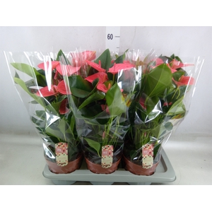 Anthurium andr. 'Melito'