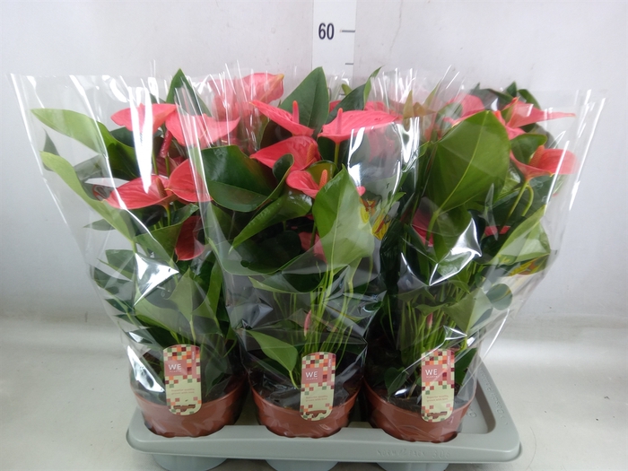 <h4>Anthurium andr. 'Melito'</h4>