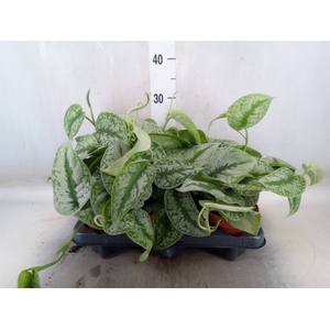 Scindapsus pictus 'Trebie'