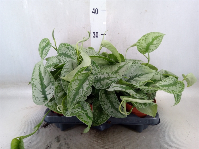 <h4>Scindapsus pictus 'Trebie'</h4>