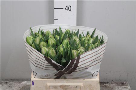 <h4>Tu Du Katinka</h4>