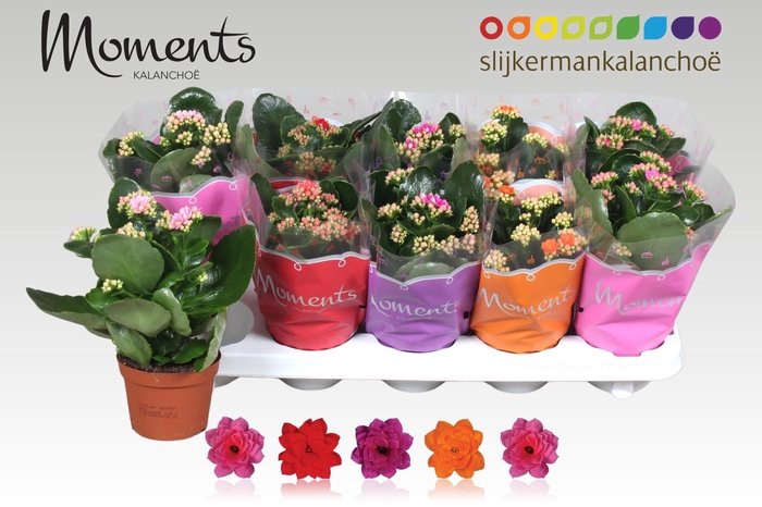 <h4>KAL GE GEM 5 KL</h4>